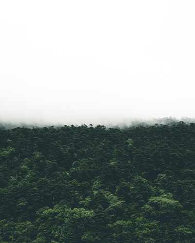 绿树在雾蒙蒙的天的照片
